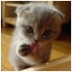 Uporabniški avatar