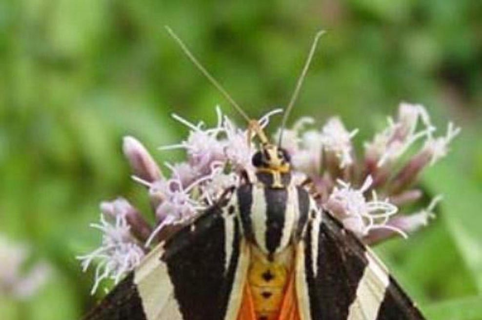 Nagradna igra: Natura 2000 (foto: S. Gomboc)