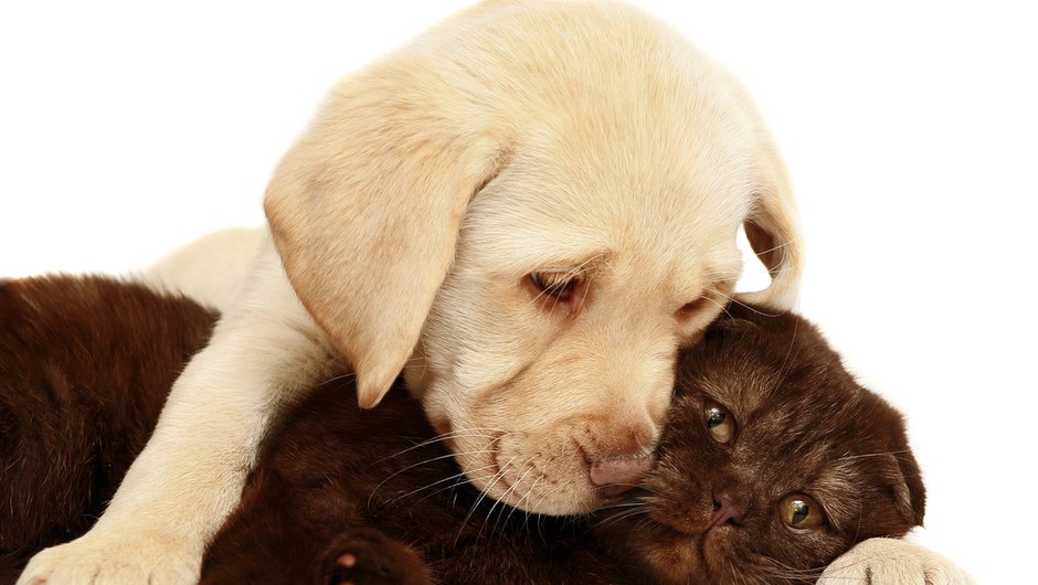 Odgovorno v posvojitev zavrženih živali (foto: shutterstock)