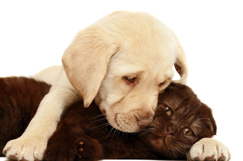 Odgovorno v posvojitev zavrženih živali (foto: shutterstock)