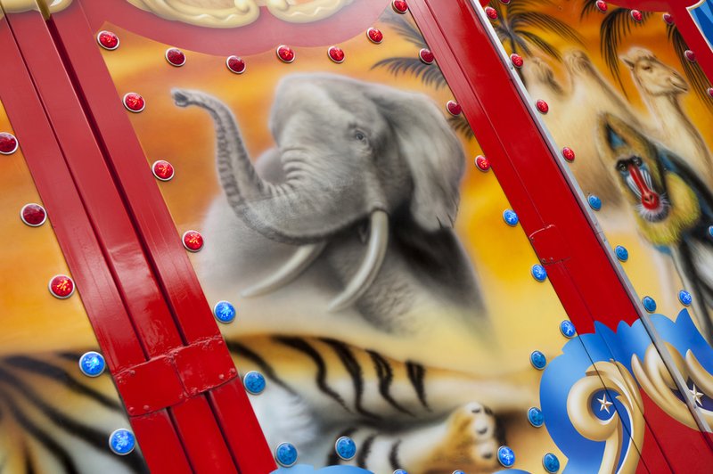 DZZŽ LJ z odločnim NE cirkusom z divjimi živalmi (foto: shutterstock)