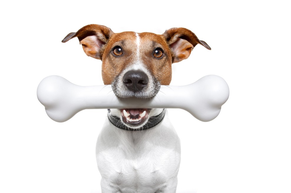 Sreča je, sreča je ... največja kost? (foto: shutterstock)