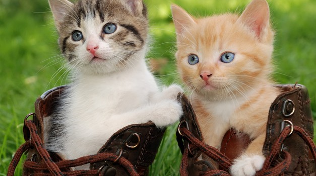 Podaritev dela dohodnine v dobrobit živali te nič ne stane! (foto: shutterstock)