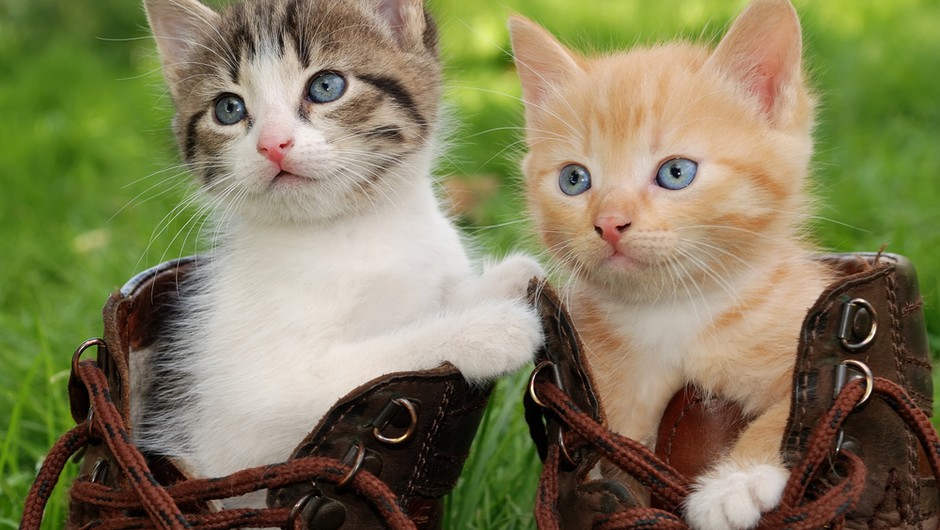 Podaritev dela dohodnine v dobrobit živali te nič ne stane! (foto: shutterstock)