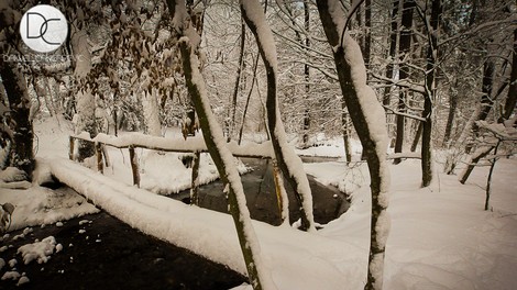 Foto utrinki: Slovenijo je pobelil sneg!