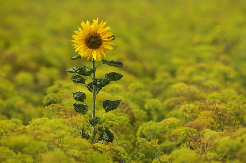 Alternative prav zares obstajajo :) (foto: shutterstock)