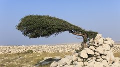 Otok Pag - rajske, festivalske počitnice!