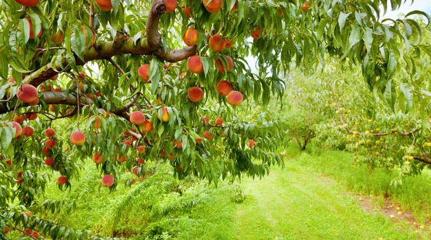 AKCIJA!	Sladke in sočne breskve za dobro delo! (foto: shutterstock)
