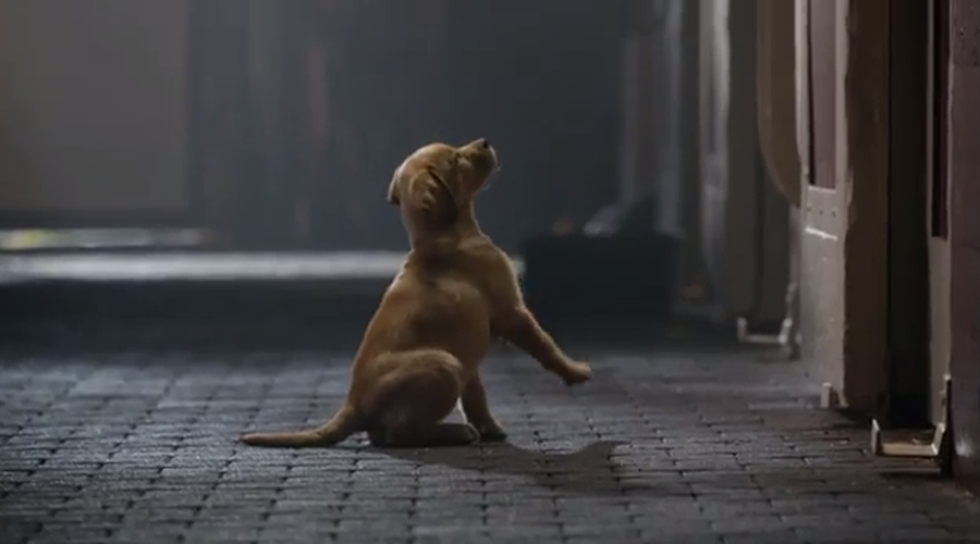 Kako ljubko! (foto: Budweiser)