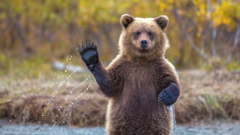 Ljubki, smešni in dramatični foto utrinki iz živalskega carstva