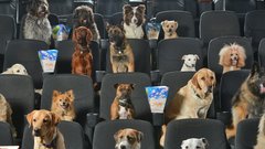 Film bojda govori o ... psih. Kakopak ;)