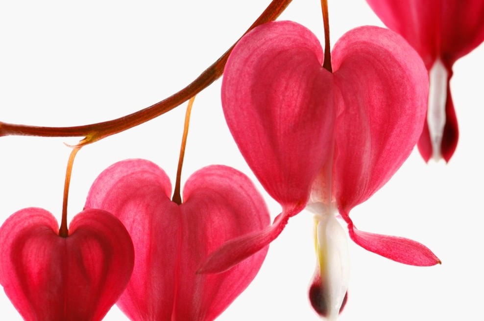 Danes je ... valentinovo! (foto: profimedia)