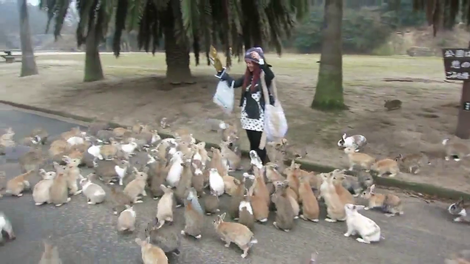 Video: Otok, kjer turiste preganjajo ljubki zajčki