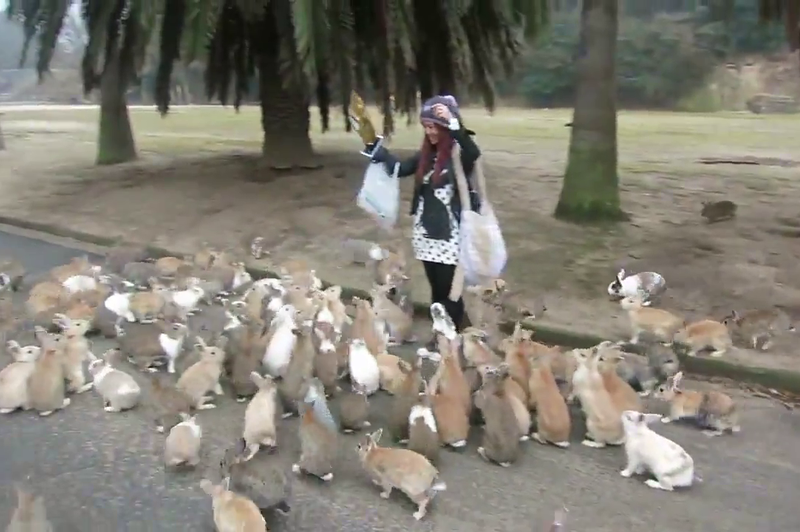 Če kdaj zmanjka zajcev, vemo kam jih gremo lahko iskat ... (foto: YouTube)