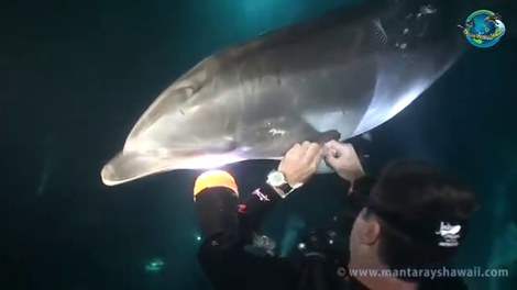 Neverjetno: delfin se zateče po pomoč k podvodnemu fotografu