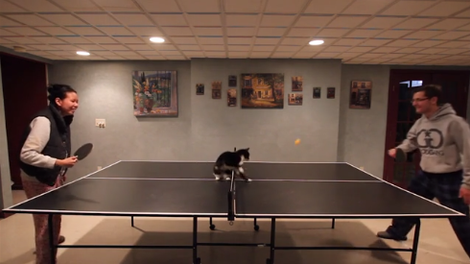 Poglej, zakaj je igranje ping ponga bolj zabavno, če je na mizi maček