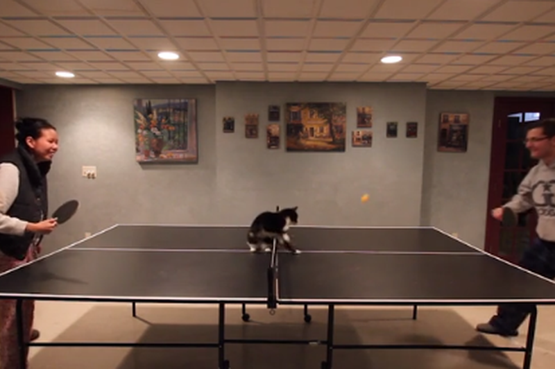 Veš, kaj je še bolj zabavno, kot maček na ping pong mizi? Dva mačka na ping pong mizi. (foto: SB Nation)