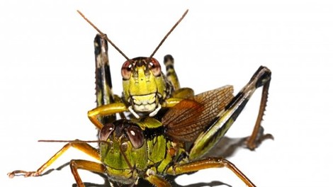 Seks v svetu insektov - zelo nazorno, a ljubko ;)