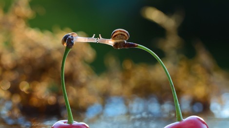 Neverjetni foto utrinki iz živalskega kraljestva