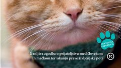 Potepuški maček Bob - najbolj slaven britanski maček