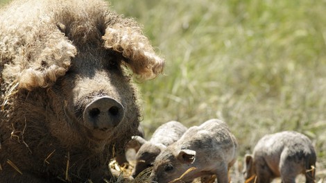 Dolgodlake pujske so rešili izumrtja