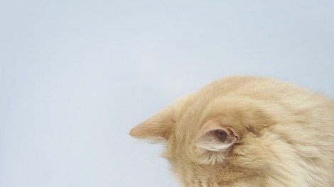 Kaj pa velike mačke? Te marajo vodo? Preveri v videu!