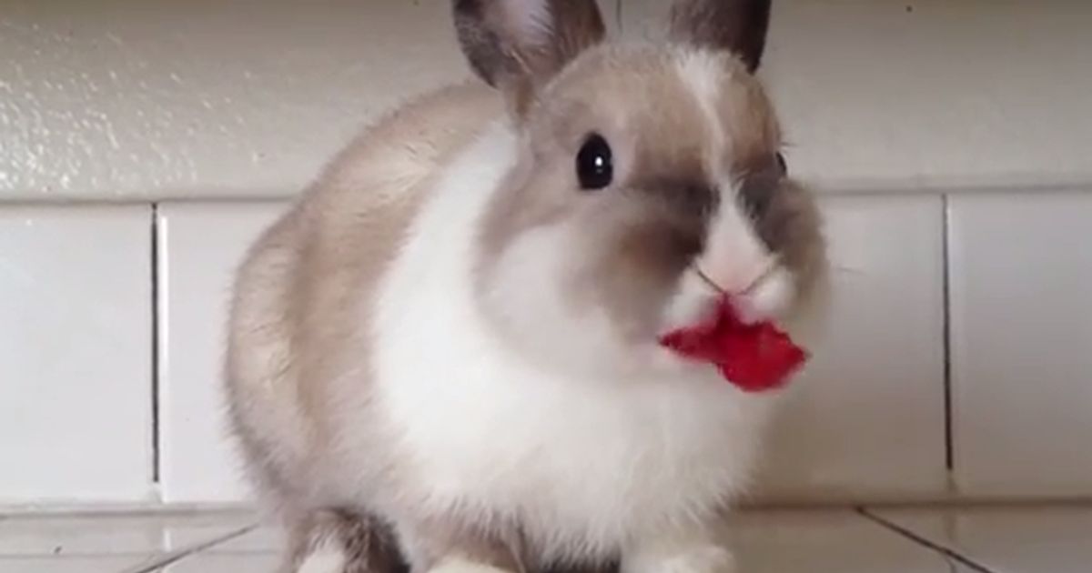Включи видео кролики. Кролик кушает. Самый милый кролик в мире. Самые милые кролики гифки. Милый кролик белый gif.