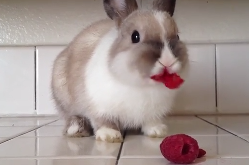 Om nom nom nom (foto: YouTube)
