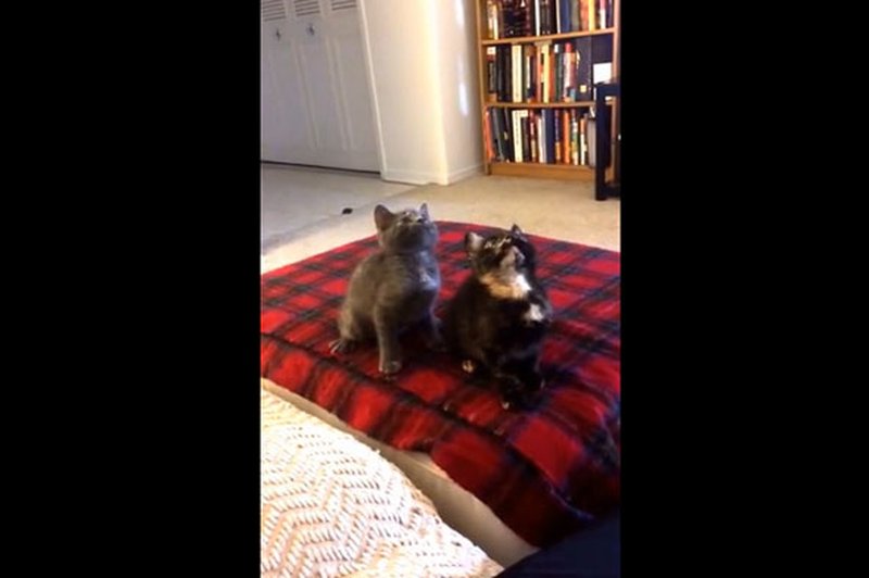 Mačja koreografija (foto: YouTube)