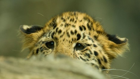 Mali amur leopard iz ZOO Marwell