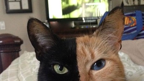Spoznaj mačkona z najbolj nenavadnim obrazom na svetu!