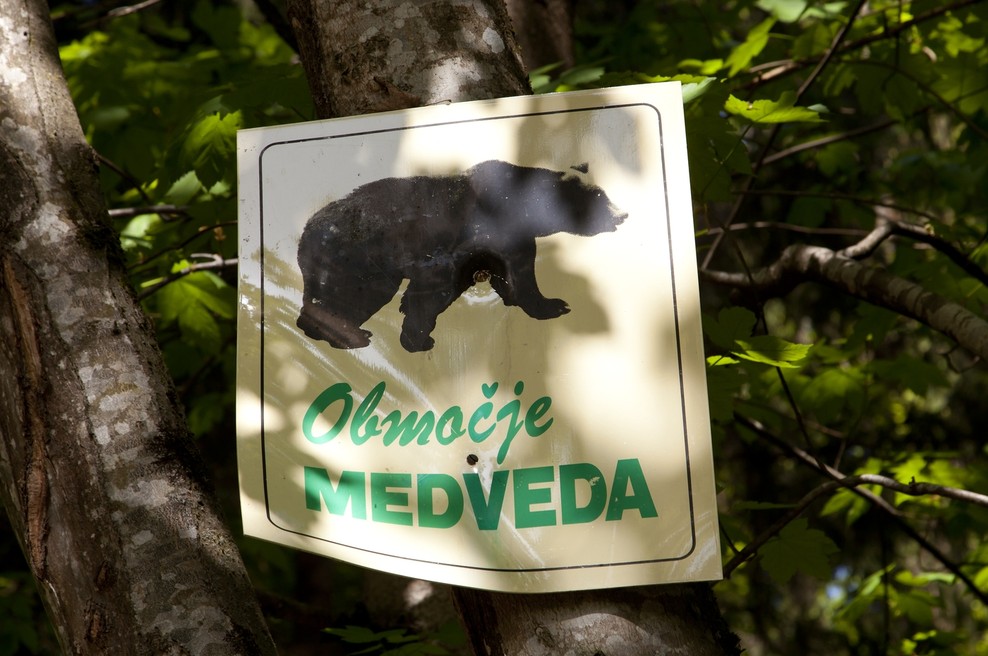 Na razstavo Medved v Sloveniji v Tehniškem muzeju (foto: profimedia)