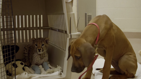 Ta prava 'bestiča' ... 