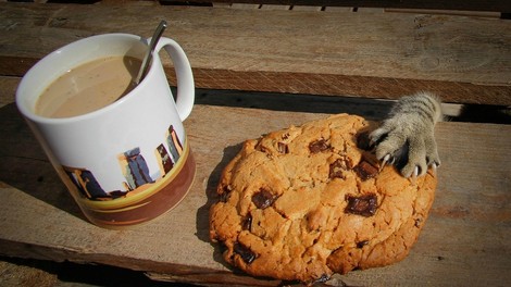 Tatinske mačke, ujete s tačko v marmeladi!