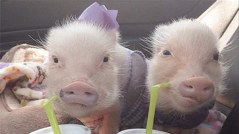 Pujska Priscilla in Poppleton sta spletni zvezdi