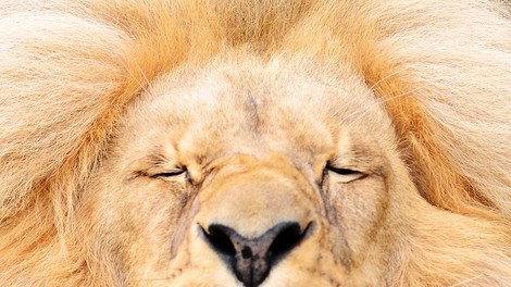 Prisrčne grimase mladega leva v češkem ZOO