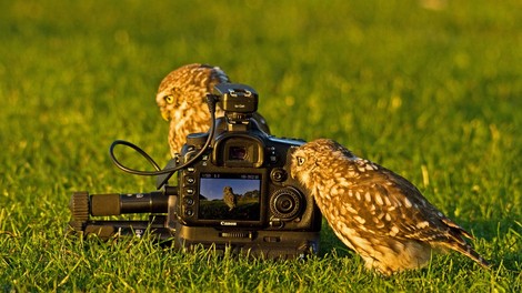 Selfie radovedne male sove!