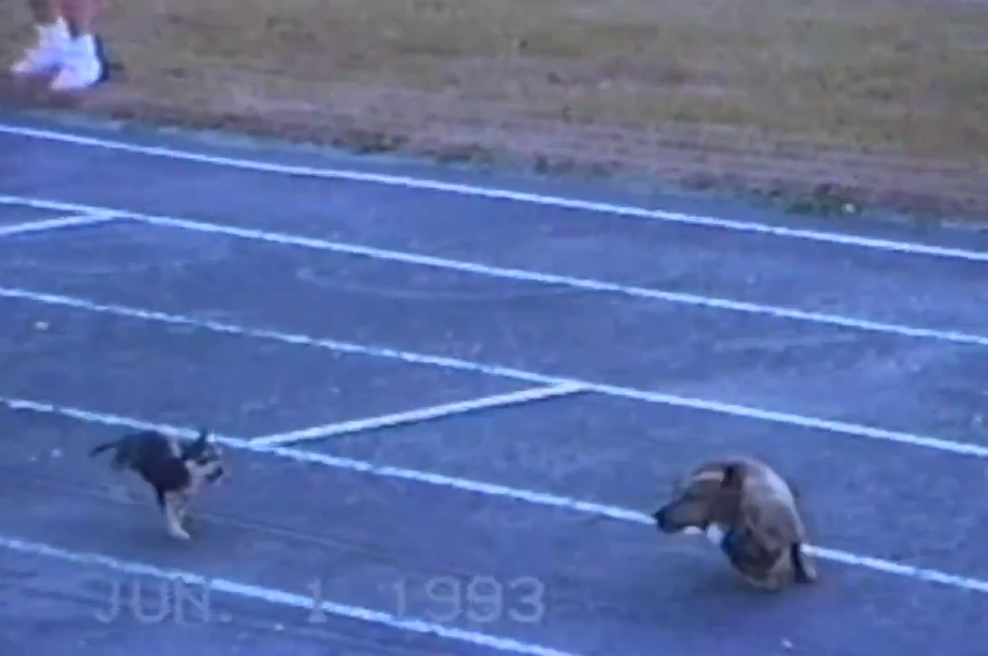 Mali goljufivec (foto: YouTube)