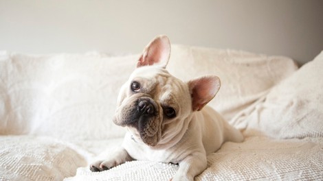 Konec tedna v Ljubljani velika razstava psov vseh pasem