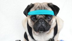 To je najbolj modno osveščen mops vseh časov (foto)