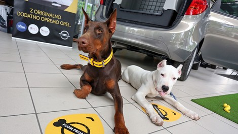 Oplovi prodajni saloni so prijazni psom