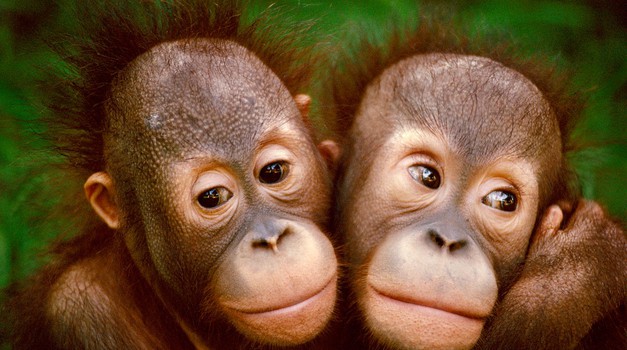 orangutana (foto: Profimedia)