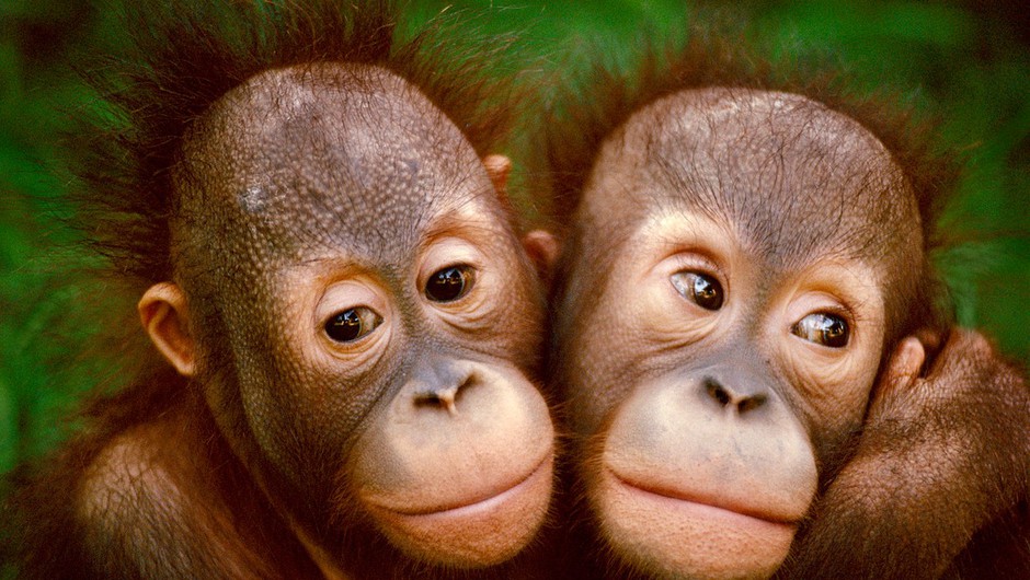 orangutana (foto: Profimedia)