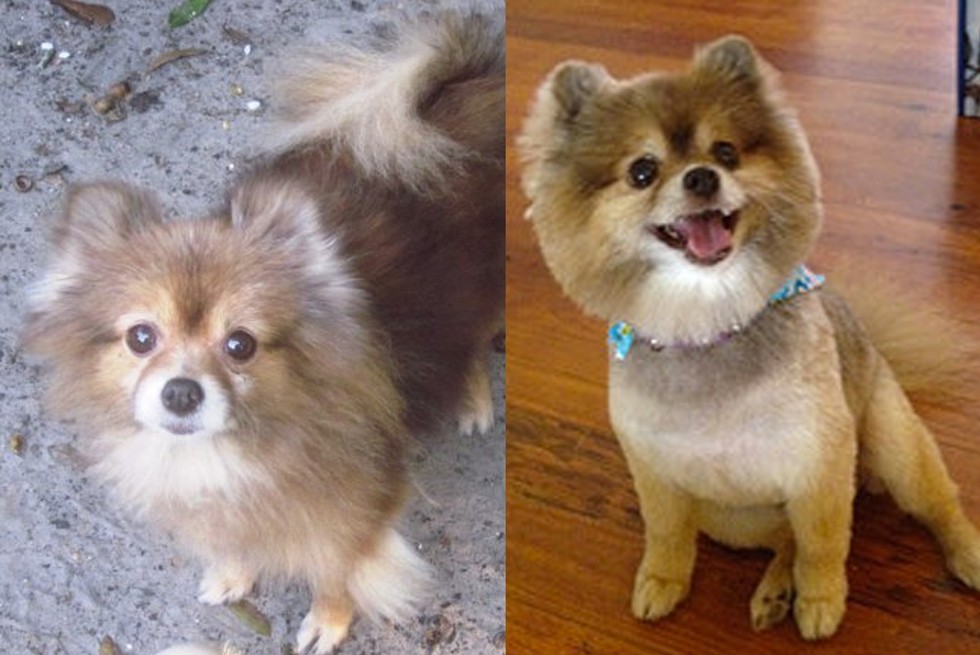 Lizo T. Bear smo našli v zavetiščču. Bolje prijateljice ne bi mogla imeti.