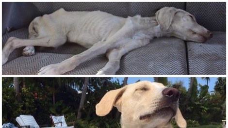 Ganljivo: Zapuščeni psi po tem, ko so dobili topel dom