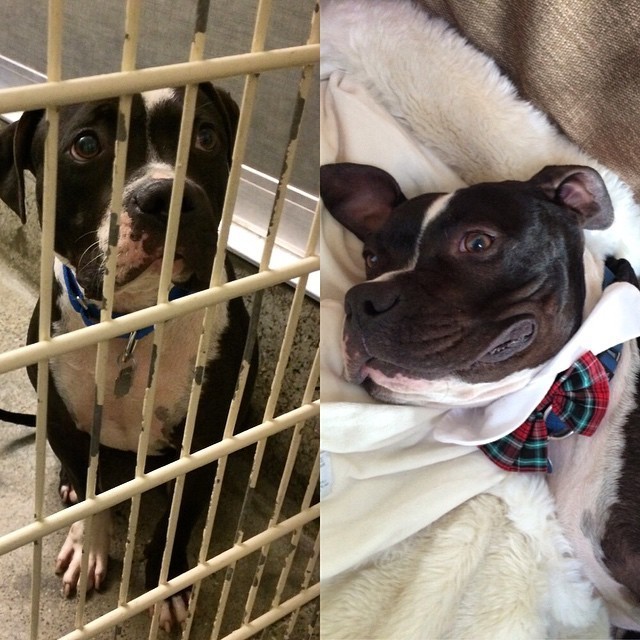 Tyson za repetkami in Tyson doma