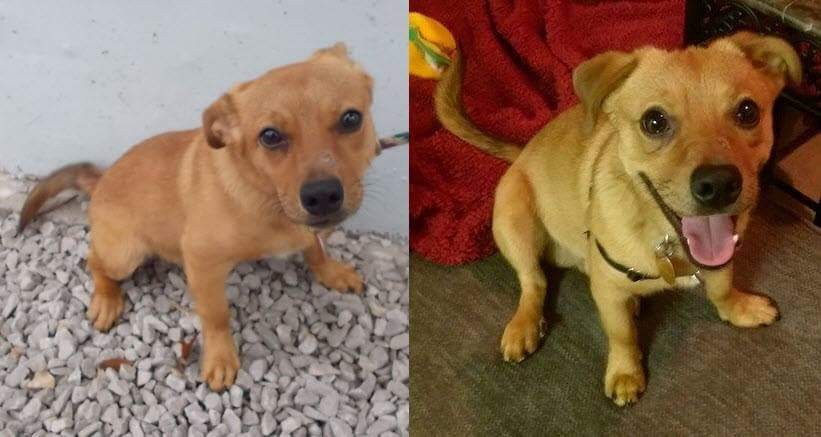 Za vsem strahom se je skrival zelo ljubeč pes.