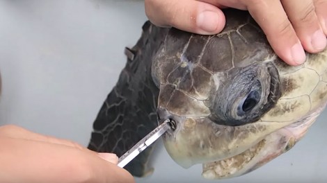 VIDEO: Neverjetno, zaradi česa bi lahko ta želva poginila