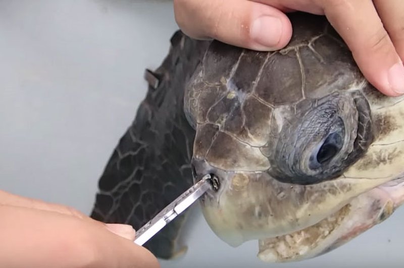 VIDEO: Neverjetno, zaradi česa bi lahko ta želva poginila (foto: YouTube print screen)