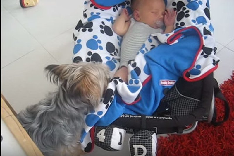 VIDEO: Kar je ta psička naredila dojenčku, te bo povsem presenetilo! (foto: Youtube)